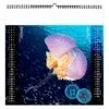 Calendrier publicitaire illustre de 7 feuillets l'année des méduses marines 2024 avec des photographies de méduses magnifiques dans les fonds marins, mois de janvier février 2024